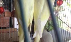 I have many Albino parakeets and Lutino parakeets for 20.00. I also have 3 cremino for 25.00. I have babies available to hand feed and also weaned parakeets.
If interested email or call 305-803-5008