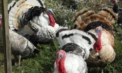 Breeder age proven turkeys...
Sold as pairs or extra toms, hens are not sold without a tom to go with them as I'm short on hens.
Blue slates tom $45....sold
Blue slate hen $60....sold
Royal Palm Toms $45
Royal palm hens $60
Sweetgrass toms $45....sold