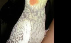handfed Emerald Cockatiel ready to be rehome to a good home. perfect feathers and healthy. approx 4 month old. also 8 months available.