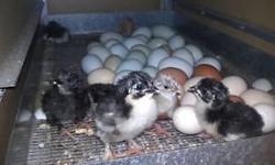 Fillmore Farms has weekly hatchings of healthy, free range, Rare French Black Copper Marans and Olive Egger chicks.
$15. each straight run (They will need a heat lamp (simple and inexpensive) until they are about 5 or 6 weeks old.
Older pullets and