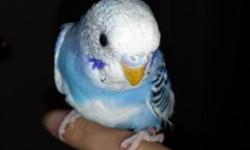 I am selling my male parakeet because I believe it deserves a home with more attention then I can give him. His name is Opal and he comes with a cage, food, & treats. If interested please email me. Thanks in advance.
Email address is [email removed]