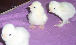 Have 3 chicks, straight run, possibly 2 hens one rooster $10 each,
$25 all
Hatching eggs are $20 a dozen
352 593 0720
A little about the breed.
The Sultan is a breed of chicken originating in Turkey. "fowls of the Sultan" In the West they are bred for