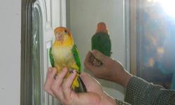 A really sweet handfed white belly caique babies! Eating peas,corn,pellets and some seeds. Very well socialized with everyone! They love to play! Have been playing with balls since little bitty! Talked to constantly. Please call 936 222 0898 to see us
