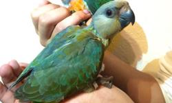 Local Pick up Only! Austin, Tx
I have two baby Red Bellied Parrots for new homes. Both of these babies need to be hand-fed 1 to 2 a day. The purpose of hand-feeding a baby bird is so you can bond with them as your pet. I will teach you how to hand-feed