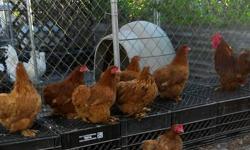I have 7 BEAUTIFUL pure bred, red bantam cochin hens/pullets. ALL are under 1 1/2, and laying DAILY! ONLY selling to make room for other breeds. Hens are $15.00 each OR take all 7 @$12.00 each.