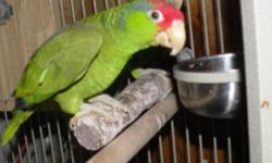 DOB 3/17/2012
Herbie is 2 1/2 years old. He is super sweet (to me). but with the right person he could. He could also be perfect for breeding. He comes with his cage and accessories. Lovers his swing and eats just about anything, fruit, veggies, and