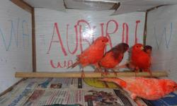 I have some canaries for sale $ 75 and $ 80 for males and $ 50 for the females I have in total 13 canaries in the purchase of all the price is $ 50 each 253 653 0618