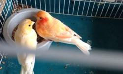 I have tow young canary male 6 month the female about 8 or 9 month old. In good health. For more information contact price forms the coming with 3 feet wood cage 4 feet langht
This ad was posted with the eBay Classifieds mobile app.