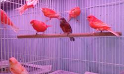 Sunshine's Aviaries has a superb selection of breeding pairs, males, females, and also great singing canary pets. We have ONE red factor breeding pair left, ONE blue hen and ONE American Singer Hen canary.
The hens are $50, a red male/female breeding pair