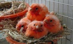 These are top quality birds bred by an exhibitor-breeder. Will ship anywhere in USA guaranteed live delivery.
Non-intensives 2014 red factors are $125. each. Pairs are available for a limited time. You can reserve your 2015 red factors now. Intensives are