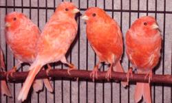 Red factor canaries for sale. High-quality, young, healthy, intense and frosted, male and female birds are available. My red factor canary males make excellent singers, both males and females are good breeding birds. The price is $60 for a female canary