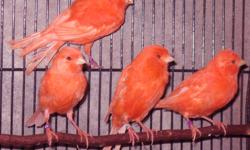 Red factor canaries for sale. High-quality, young, healthy, intense and frosted, male and female birds are available. The male canaries make excellent singers. The price is $60 for a female canary and $80 for a male canary, $130 for a male-female pair,