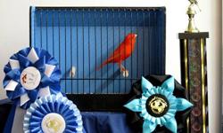 These are top quality red factor singers raised by an exhibitor-breeder. Guaranteed to sing. Will ship.
"Best Colorbred" Columbial Canary Club Show 2012.
