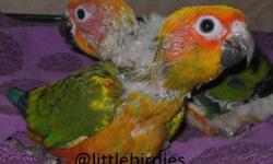 Red Factor Sun Conure.Gorgeous DNA'ed Female now weaned. Very sweet. Yes, I ship.