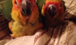 This is a rare opportunity I am the only breeder in the state for red factors. These aren't your normal sun conures they have a more redder plumage. I currently have 2 that are about 1 yr old. They are not tame and are at a good age to start breeding. I