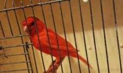 If you interested please call or text
2013 female white ready to breed very fat $30
2013 male red brown canary good singer $45
2014 male intensive red factor $45
2014 male intensive red factor $45
I only have this available at the moment more will be