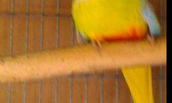 I have a red front male turquoisine for sale asking $200 parakeets.Ask for Pete 714-399-5518