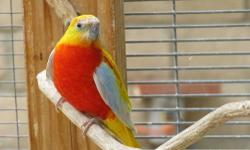 3-Year Old Male Red Fronted Turquoisine for sale at $700.
Please only eMail or call George at 951-805-1929, NO texting!