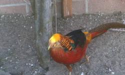 Hello
Im selling a 1.5 year old red golden pheasant for $80dollar
I also have many cages for canary or finches for sale.
Lady gouldian green back 110 pair.
Thanks for looking,
David
(760) 845-6852