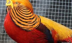 Presale offer for a pair of 2014 hatch Red Golden Pheasant. Birds will be shipped when weather permitting and visual sexing is possible. This will be more like in September/October. Price is for the pair.