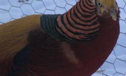 1 year old Red Golden male Pheasants available. Will fully color in at 2 years. 10 available. Also hatching at this time. Hatchlings are $7 ea, $10 at 1 month old. Shipping available.