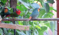 Have some young Red head and SG parrot finches normals and light to medium pied $90-$120 each. Will ship United airlines for $120 with kennel, contact Rich 760-994-5033.