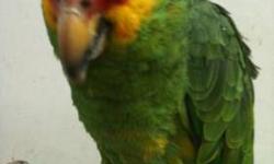red lored amazon , 3 year old, tame talk little and mimic sound, full feathers, nice colors, call for more info 818 636 4340 hablo espanol $500.00 obo