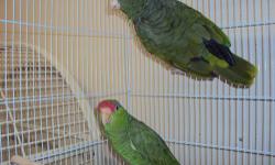 red lored amazon tame, talk, full feathers, 3 years old for more info call at 818 636 4340 tambien hablo espanol perfect conditions