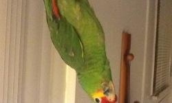 I have a beautiful ,funny amazon parrot.no bad habits,is fun to any family.will love to play on his own,not clingy at all.knows the command of step up.he says hello.love you,good boy.looking for a good home.