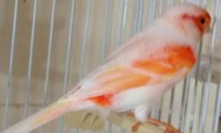 Two pair of beautiful Red Mosaic canaries for sale. The birds are $125.00 EACH. They are proven breeders and have produced babies.
I also have a deep bronze pair of canaries for $90 for the PAIR. These are the last of my show canaries and I'm looking for