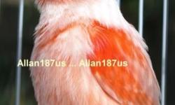 I have beautiful young glowing bright Red Mosaic canaries. They were born in Spring 2014 with the Club's closed-leg-band. Very healthy and active. Only two males and one female. The males are magical singers and are ready to breed.
These are great singing