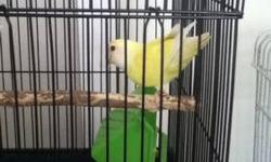 hello I have a red red rump lutino he yellow with red on his back and I need to dind him a good home he 2 years old and there a rehome fee of 275 if interested give me a call or I will trade my bird for a toy poodle a girl I would like with paper for my
