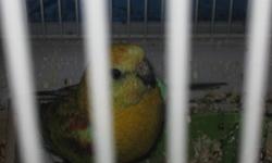 Male Red Rump (yellow) for sele sings asking $100.00 O.B.O. for more info tex me or call me for more pic at (530)301-4484 no block # will rejec