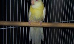 I have for sale
1 Rubino Red Rump Parakeet Hen, about 3 months old, and her brother, 1 opaline red rump male possibly split to Lutino from the same clutch. The Rubino is nearly solid yellow, except for a few red feathers near the base of her tail, but