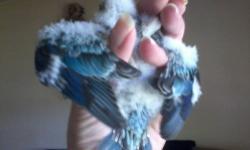 1 blue opaline male (hatch date 6/14/13) $100.
1 blue split opaline male (hatch date 6/17/13) $80.
1 opaline split lutino male (hatch date 7/8/13) $100.
1 blue hen (hatch date 9/4/13) $80.
1 normal hen (hatch date 8/1/12) $30.
Willing to trade any 2 for a