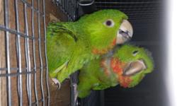 Bonded pair of red throat conures. Male is 3, hen is 5. They are in perfect feather, and in great health. I have had them for over a year, and are young, but mature enough to breed now. Feel free to contact me with any questions or concerns. I can ship. I