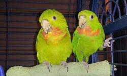 Bonded pair of Red Throated Conures. Mature, but not proven by me. They share the nest box and have been housed in a 10' flight cage for over a yr. Both are in great feather with the exception of the male being over groomed a bit by the hen at the back of
