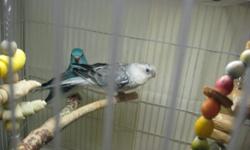 I have one pair of blue redrumps. one is opaline blue and the other aus. blue I also have one extra opaline blue female. Young unrelated very nice birds. $250 for the pair and $125 for the extra female. I also have two young yellow opalines @125.00 each.