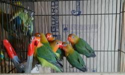AVAILABLE ARE 2 DIFFERENT TYPES OF LOVEBIRDS. ALL UNDER ONE YEAR OLD. HAVE MALES AND FEMALES. NOT HAND TAMED. BUT, DONT REALLY BITE. MAKES GREAT PETS. CAN BUY 1, OR, AS MANY AS YOU LIKE:
DUTCH-BLUES...$45each/ 2 for $80.
PIED-PEACHFACED...$45each/ 2 for