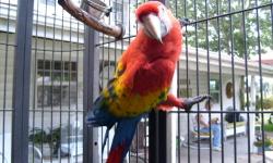 "CHUCKY" 6 YEAR OLD SCARLET MACAW. TALKS, TEMPERMENTAL, NEEDS ONE ON ONE ATTENTION. KNOW YOUR MACAWS BEFORE CONSIDERATION OF OWNERSHIP. HE COMES WITH LARGE CORNER CAGE AND SKIRT. "UPDATE" NO MORE CALLS STATING "I WANT HIM" TIRED OF ENDLESS CHATTER ON