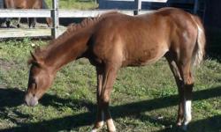 Reg. Arab Chestnut 7 month old filly. Should mature around 15hh. I am very sadden I have to sell her. I just got her last year to be my future horse but have slipped disc and inflamed vertebrae. I have not been able to do anything with her for the last 4