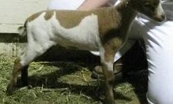 Beautiful 4yr. old Nigerian Dwarf doe for sale.
Last kidding date was 12/23/12
Great milking and show lines.
$250 with papers
$125 as a pet
