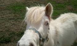 Mini Reg horse need a new home moving to and can't take him he loving everybody my girl ride him everyday he is great with them he is white/brown spots {intaked} have his papers comes from a good breed. pulles carts. thank for looking god bless
