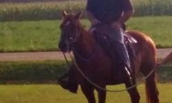 Miss Pizzazz Clu *** 7 yr old mare, chestnut with a star. Hypp results = N/N , Quick mare that has a lot of heart, she likes people and likes attention such as brushing and braiding's :) Is more horse than my kids are ready for as they are just starting
