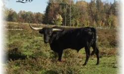 We have a Black registered longhorn bull he is about 1800 pounds awesome horns ( we Paid 4000 for him when we bought him ) and 2 cows just coming off calfs has been exposed back to the same black bull. pastures are low my husband has taken a new job no