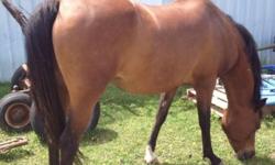 Tall bay Arab mare, Blackstone Bey daughter. Good trail horse, loads, bathes, stands tied, stands well for shoer, easy to tack up. This mare has a long smooth gait that is a pleasure to ride. Selling cheap at $1500.00 to good home only. If interested