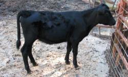 We have for sale one dehorned registered black Dexter heifer born 4/5/12.
$1000.00. We would trade this heifer for a red registered Dexter bull calf to raise up for a herd sire.