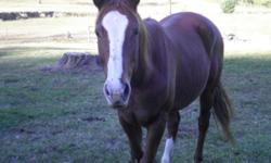I have a reg quarter horse gelding for sell. He is nine year old and very genail. He is about 15.5 hand tall and would make someone a very good horse. For more info please call me at 336-973-8692 PS The paint gelding is for sale also for $450.00 or best