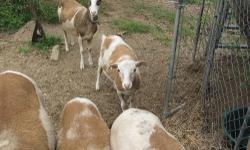 Two registered Katahdin ewes born February 2013. Breeding stock for your herd or 4H projects, these girls are gentle and very tame. Easy keepers on pasture. No shearing required for these lovely cream and tan sheep.
