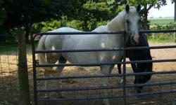 Bea is a 3/4 Arabian and 1/4 Saddlebred grey mare. She has been professionally trained for western pleasure and has round pen training. She has been riden on trail. She is double registered as a half Arabian and Pinto. Bea stands well for trimming and